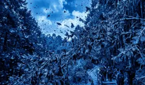 Las Mariposas Monarca Regresan a lo Grande Migración 2025-2026